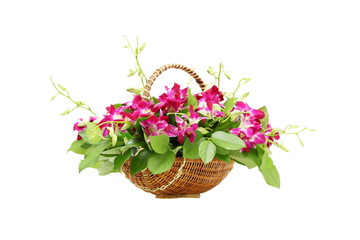 Bouquet orchid flowers in basket isolated on white