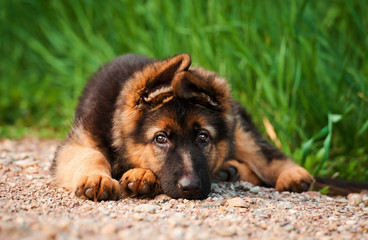 German shepherd puppy © Rita Kochmarjova