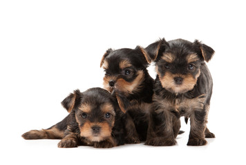 Three puppies of the Yorkshire Terrier on white background