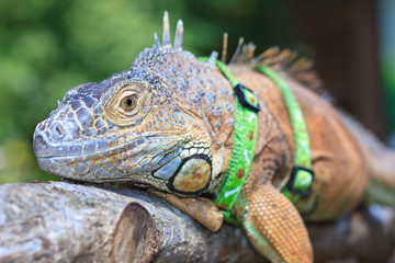 Pet iguana with a harness resting on a branch