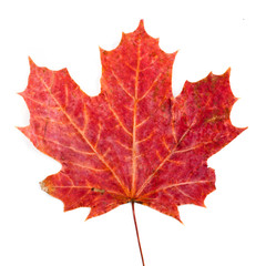 autumn leaves