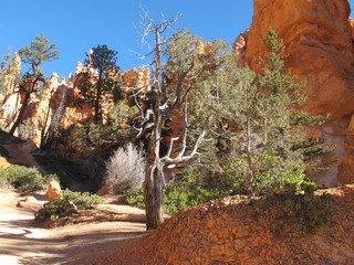 Bryce Canyon,arbre et falaises