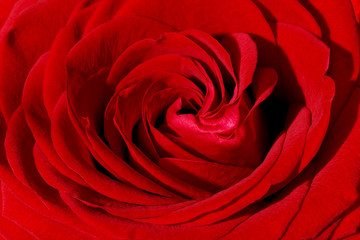 Rote Rose, Makroaufnahme