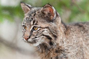 Fototapeta premium Bobcat Kitten (Lynx rufus) Looks Left