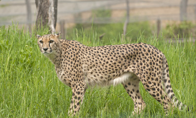Cheetah