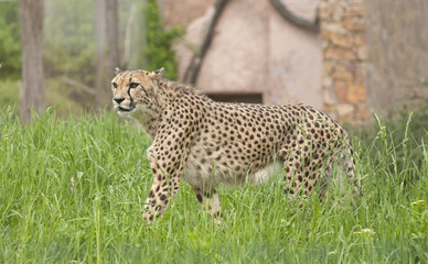 Cheetah