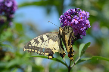 schwalbenschwanz auf flieder