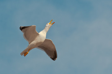 sky scream