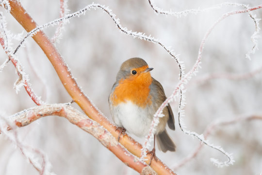frosty robin