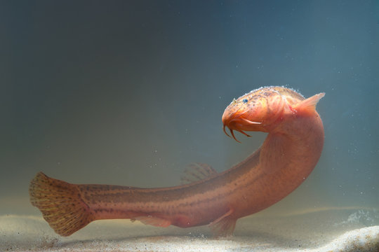 Weather loach swimming