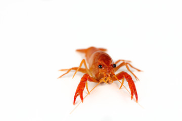 Red crawfish b