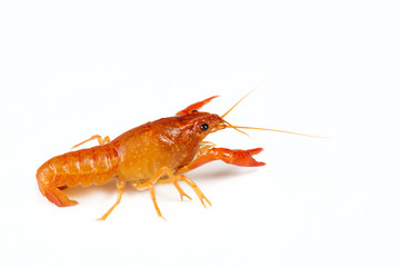 Red crayfish a