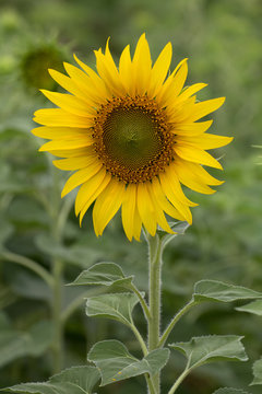 One Sunflower