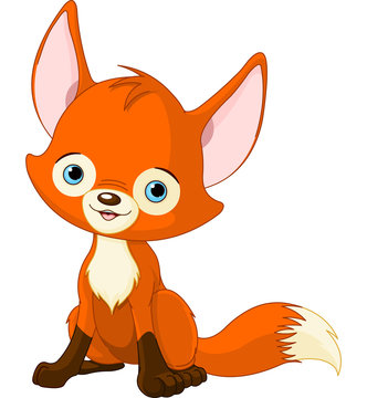 Cute baby fox
