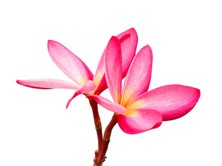 Pink plumeria flowers on white background