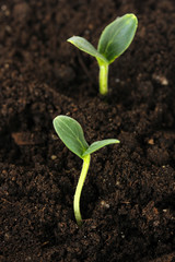 Green seedling growing from soil close-up.