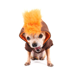 a cute chihuahua in a costume