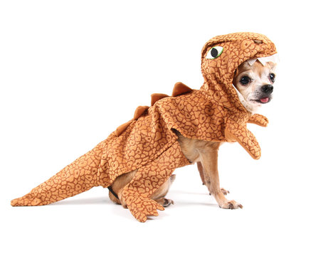 a cute chihuahua in a costume