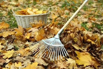 Cleaning of autumn leaves on a green lawn