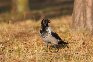 Hooded crow, crow, Corvus cornix
