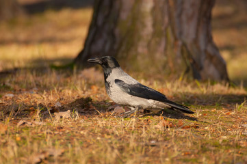 Hooded crow, crow, Corvus cornix