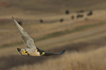 Peregrine Falcon Hunting