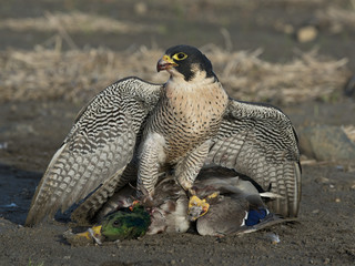 Falcon with a Mallard Duck