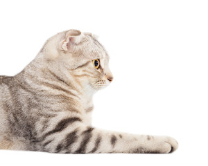 side view of smiling cat