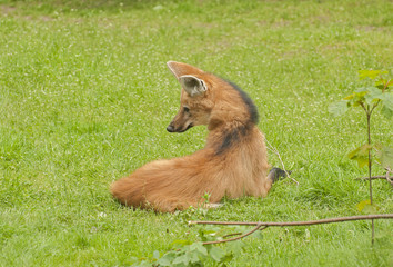 Maned wolf © kerstiny