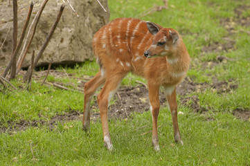 Sitatunga