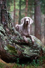 weimaraner dog and dry tree