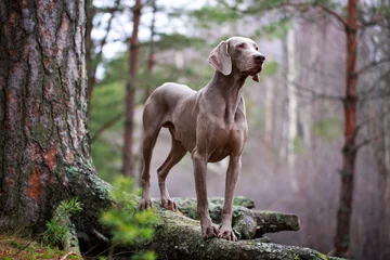 Abwaschbare Fototapete Hund Weimaraner Hund und Trockenbaum