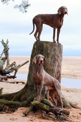 weimaraner dog and dry tree