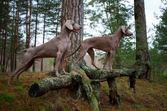 weimaraner dog and dry tree