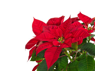 Red poinsettia flower (Euphorbia pulcherrima) over white