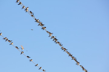 Swallows. Wire.