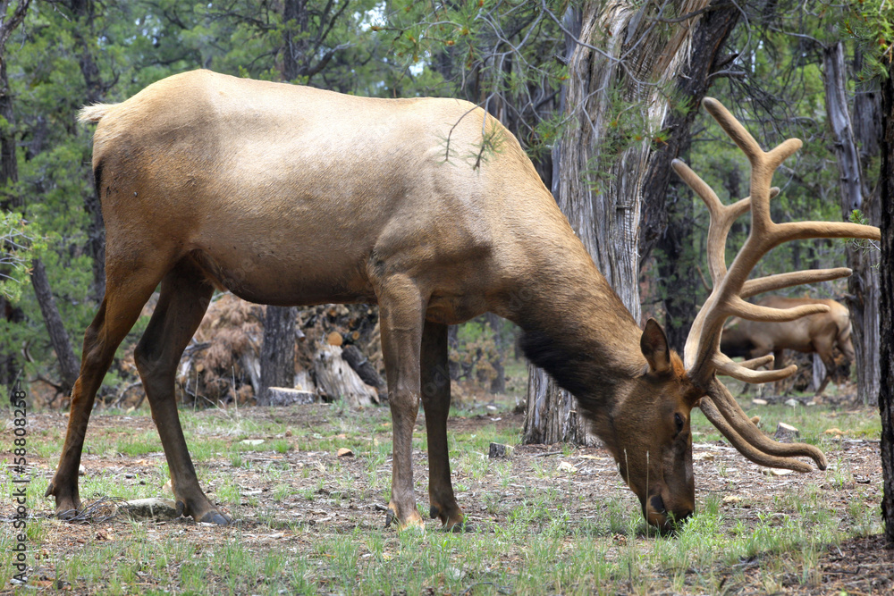 Poster caribou dans la forêt du Grand Canyon