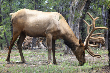 Fototapeta premium caribou dans la forêt du Grand Canyon