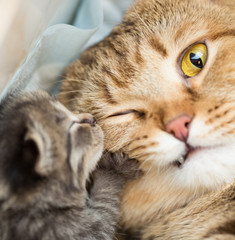 little kitten with shocked mother cat