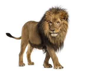 Gardinen Seitenansicht eines Löwen zu Fuß, Panthera Leo, 10 Jahre alt © Eric Isselée