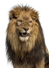 Crédence de cuisine en verre imprimé Lion Close-up of a Lion rugissant, Panthera Leo, 10 ans, isolé