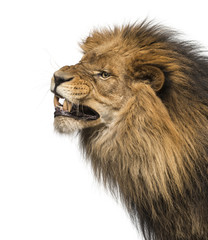Close-up of a Lion's profile, roaring, Panthera Leo