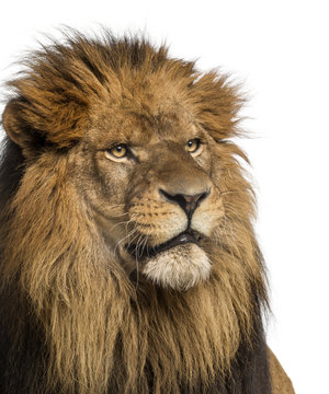 Close-up of a Lion, Panthera Leo, 10 years old, isolated