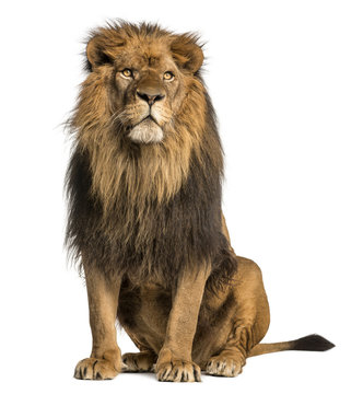 Lion sitting, looking away, Panthera Leo, 10 years old, isolated