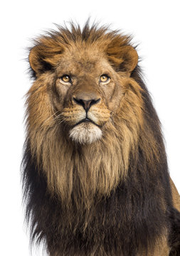 Close-up of a Lion looking up, Panthera Leo, 10 years old