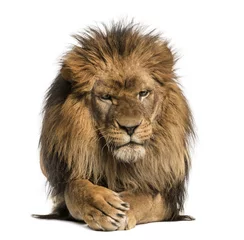 Foto op Plexiglas Vooraanzicht van een liggende leeuw, kruisende poten, Panthera Leo © Eric Isselée