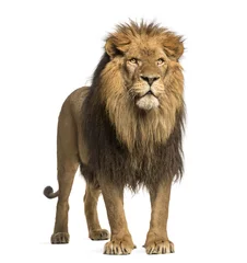 Poster de jardin Lion Lion debout, Panthera Leo, 10 ans, isolé sur blanc
