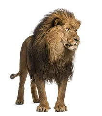 Tableaux sur verre Lion Lion debout, regardant ailleurs, Panthera Leo, 10 ans