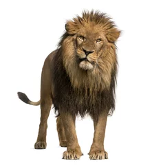 Poster Lion Lion debout, regardant la caméra, Panthera Leo, 10 ans
