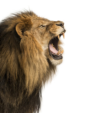 Close-up of a Lion roaring, isolated on white